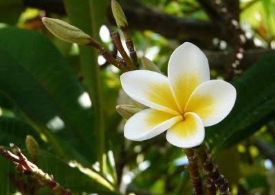 frangipani-111081_640